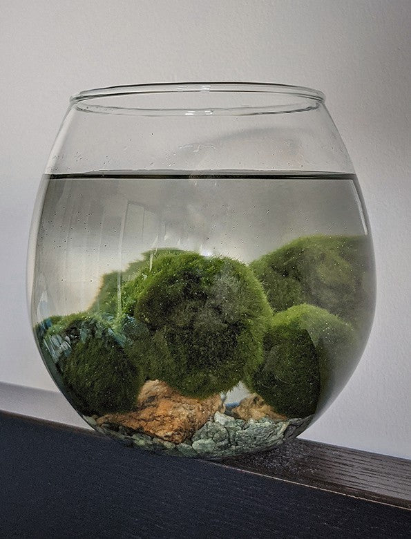 5 Live Marimo Moss Balls – Natural Water Cleaner & Lucky Aquarium Plant
