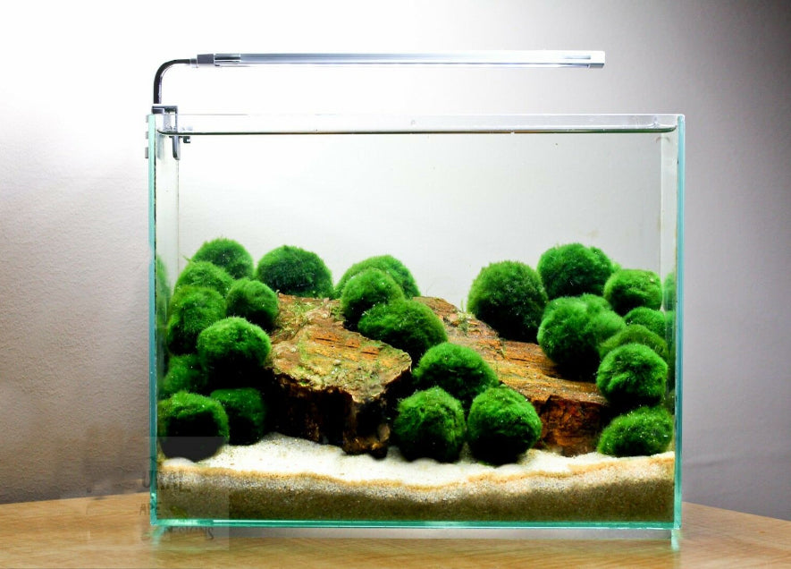 5 Live Marimo Moss Balls – Natural Water Cleaner & Lucky Aquarium Plant