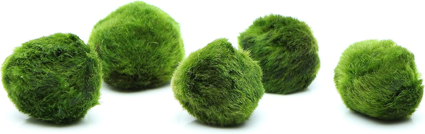 5 Live Marimo Moss Balls – Natural Water Cleaner & Lucky Aquarium Plant
