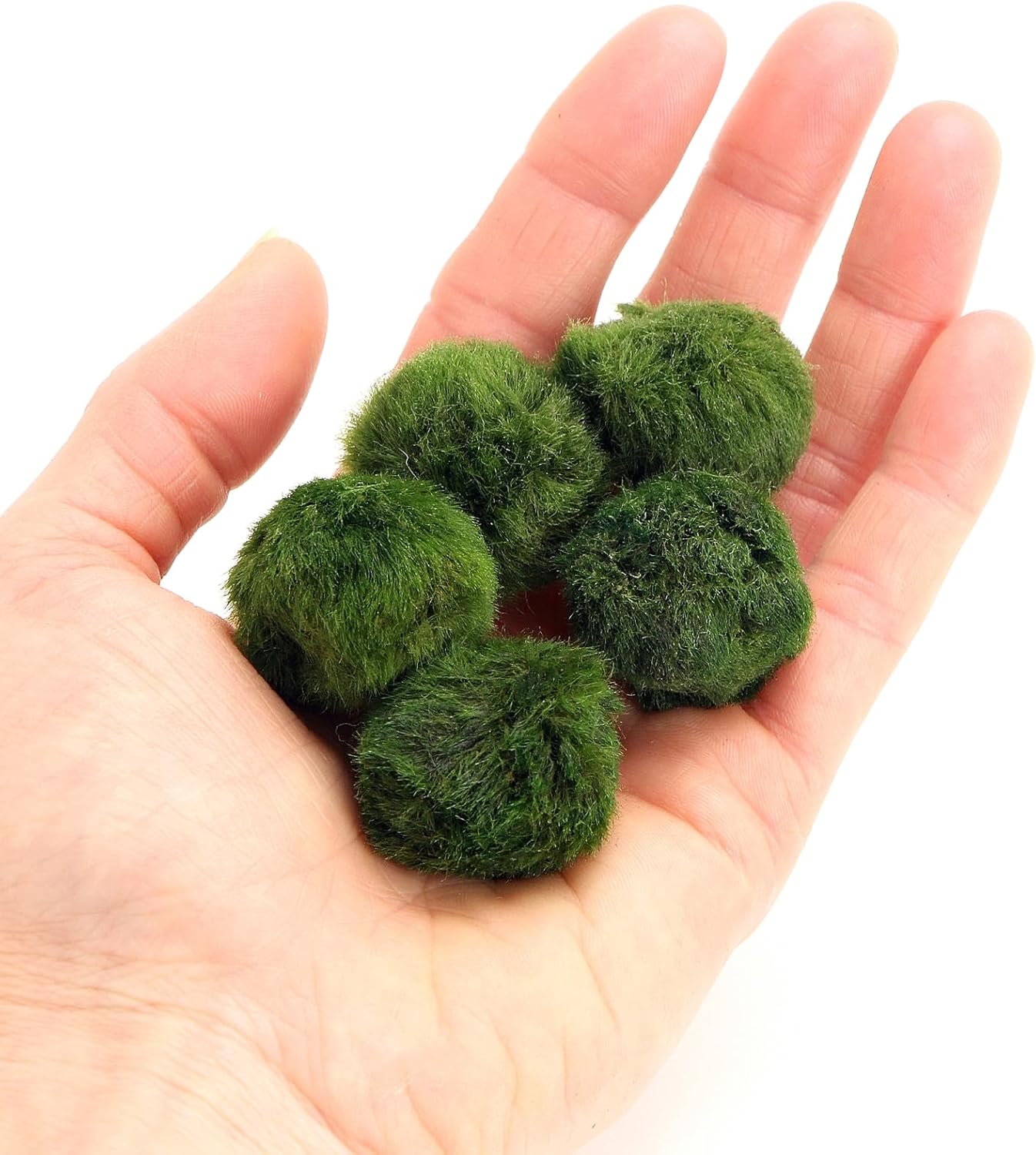 5 Live Marimo Moss Balls – Natural Water Cleaner & Lucky Aquarium Plant