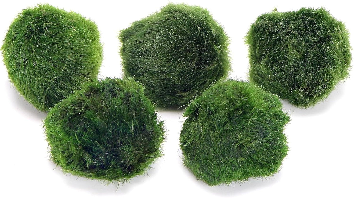 5 Live Marimo Moss Balls – Natural Water Cleaner & Lucky Aquarium Plant