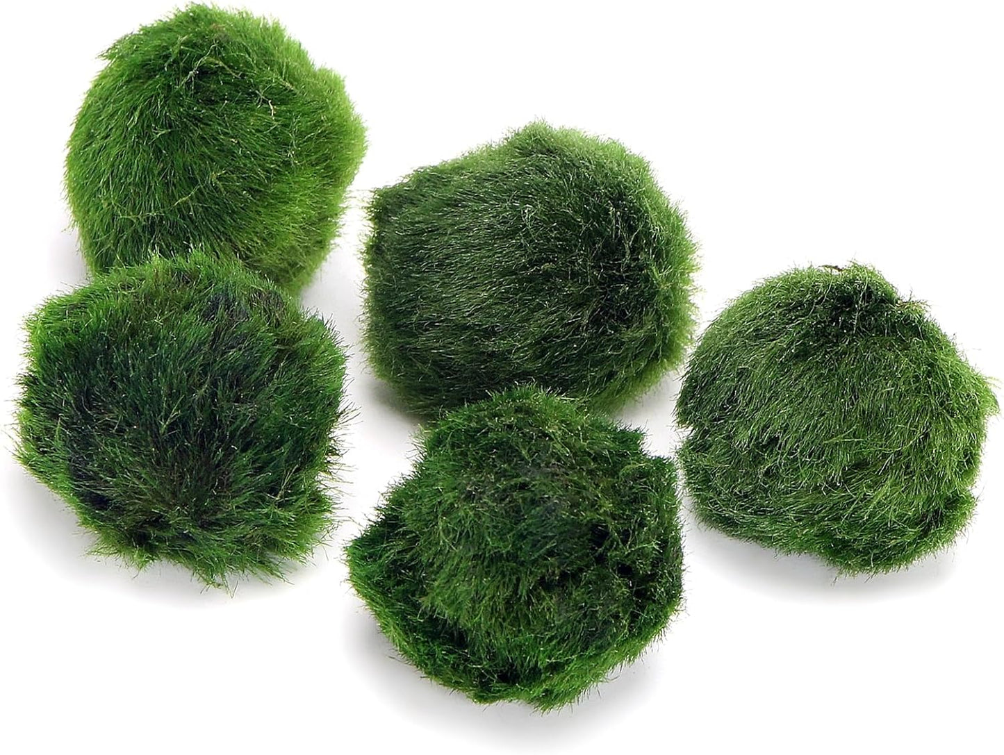 5 Live Marimo Moss Balls – Natural Water Cleaner & Lucky Aquarium Plant