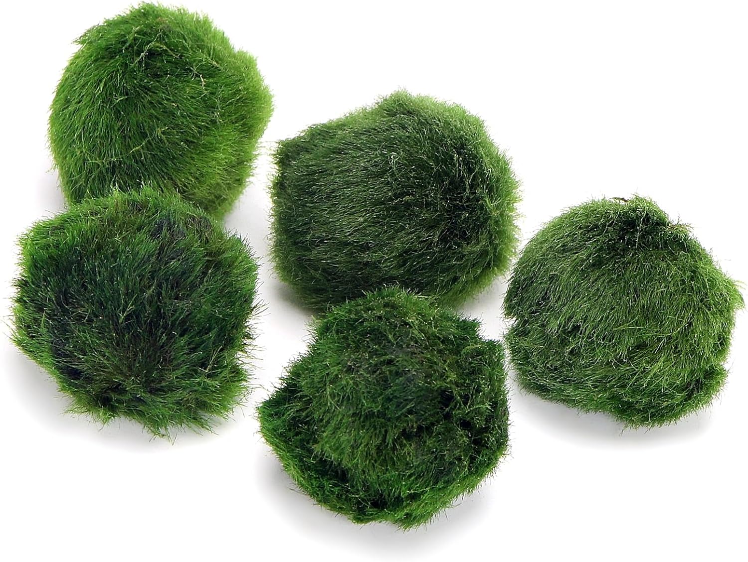 5 Live Marimo Moss Balls – Natural Water Cleaner & Lucky Aquarium Plant