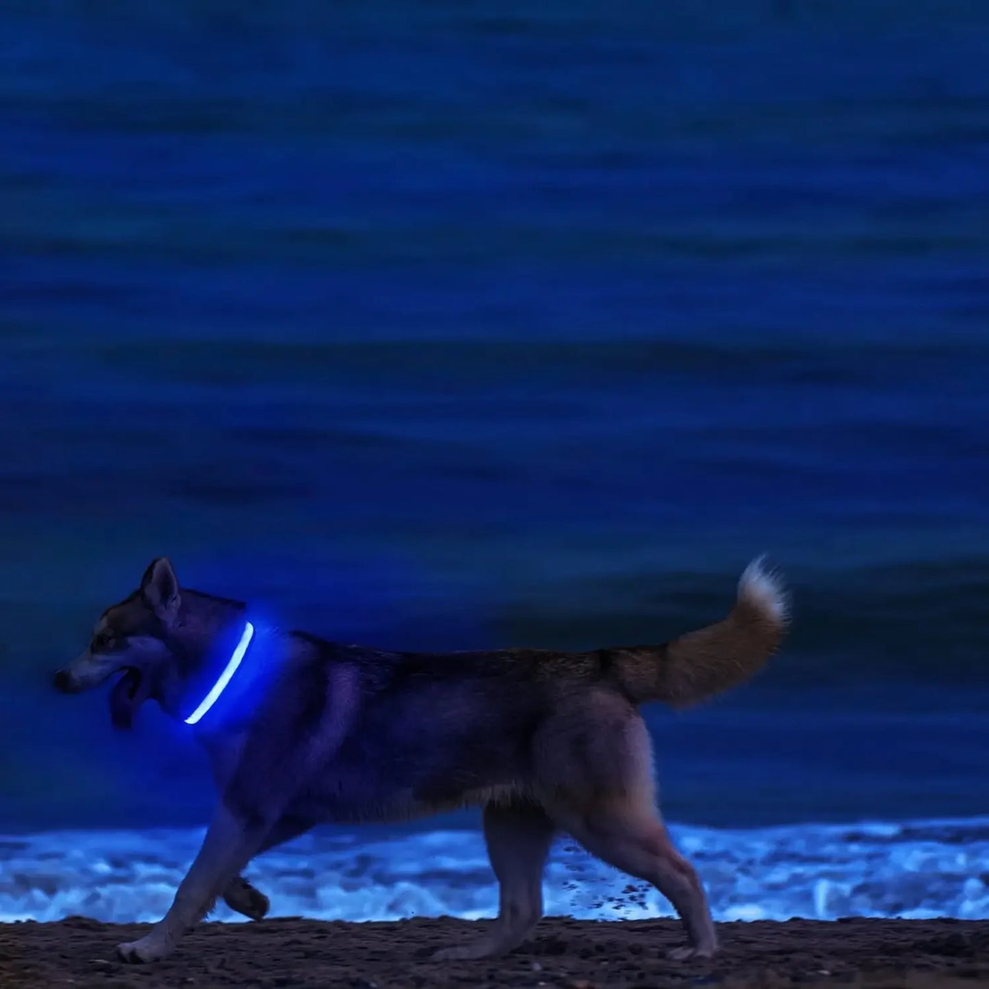 LED Light Up Dog Collar – Rechargeable Glow Collar for Night Walks in Small, Medium and Large size