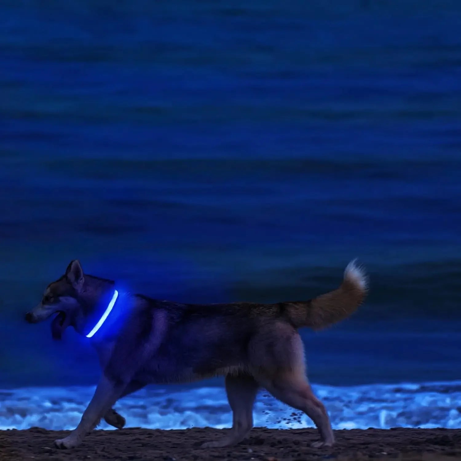 LED Light Up Dog Collar – Rechargeable Glow Collar for Night Walks in Small, Medium and Large size